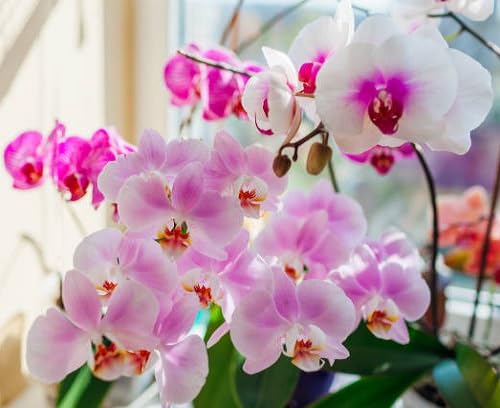 Mixed Orchid Flower Seeds