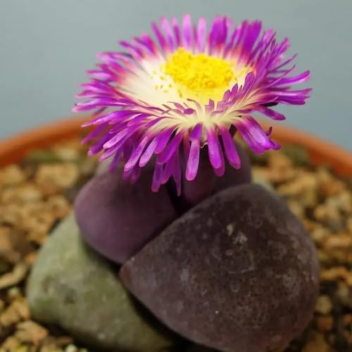 Pleiospilos Nelii Flower Seeds