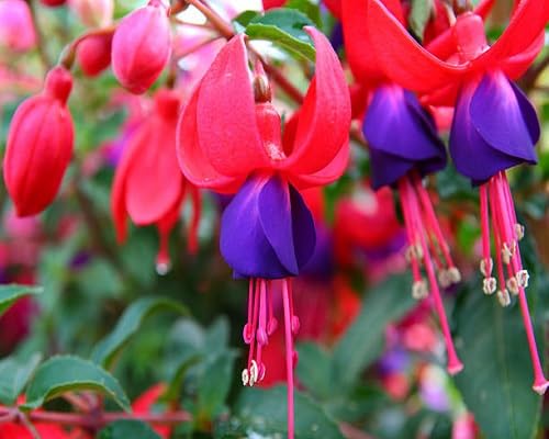 Red Fuchsia Flower Seeds