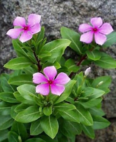 Vinca Flower Seeds