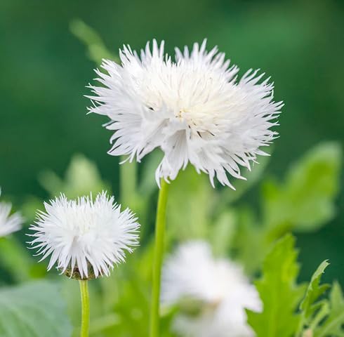 White Amberboa Flower Seeds