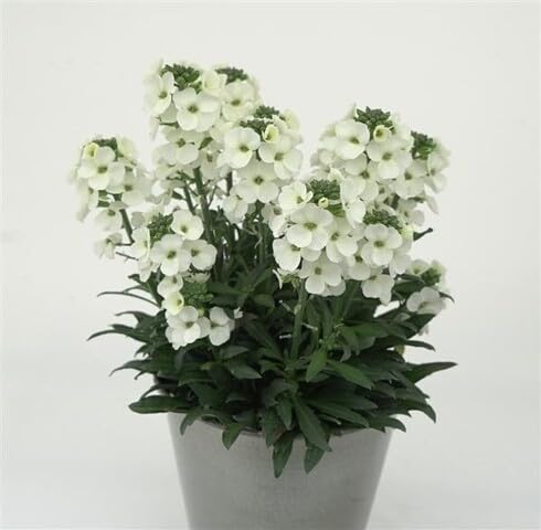White Erysimum Flower Seeds