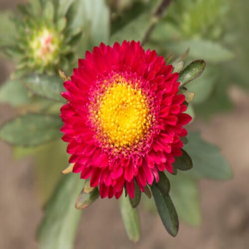 Red Aster Flower Seeds