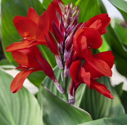 Red Canna Flower Seeds