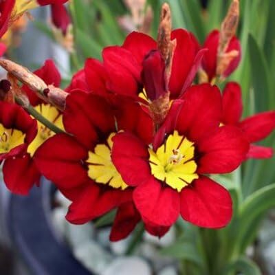Strelitzia juncea Rush Flower Seeds