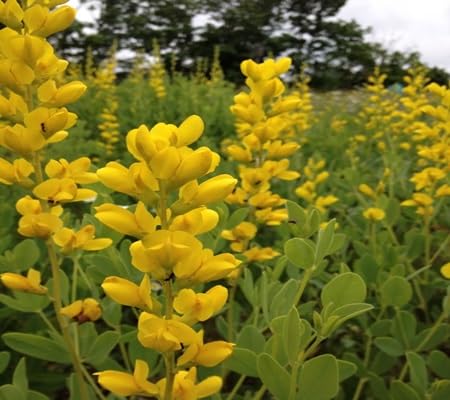 Baptista Flower Seeds