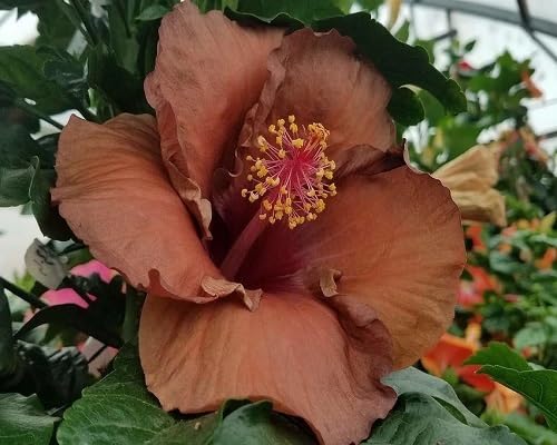 Blooming Hibiscus Flower Seeds