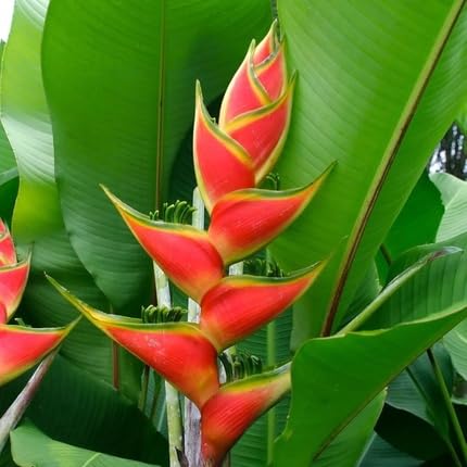 Red Yellow Heliconia Flower Seeds