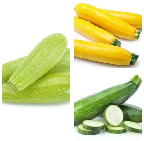 Mixed Zucchini vegetable seeds vegetable seeds for Home Gardening, Fresh Seasonal Vegetable Planting for kitchen garden planting