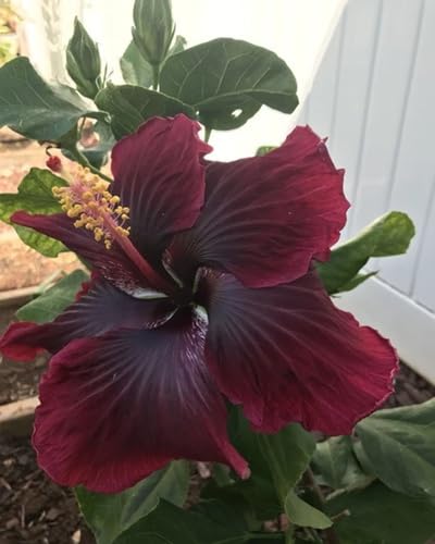 Maroon Hemerocallis Flower Seeds