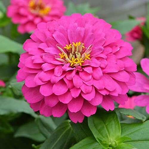 Pink Zinnia Flower Seeds