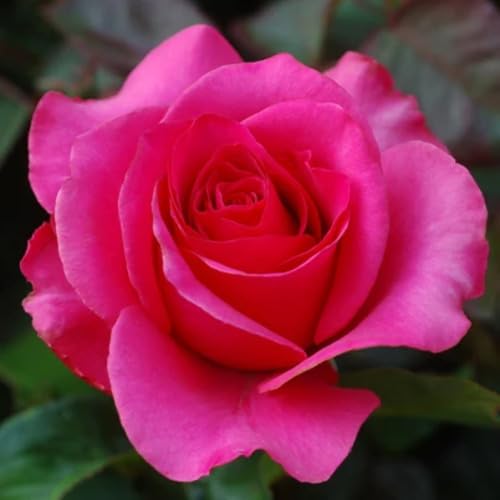 Pink Giant Rose Flower Seeds