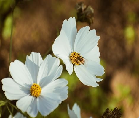 White Cosmos Flower Seeds