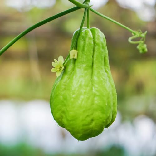 Green Chayote vegetable seeds for Home Gardening, Fast Growing Home Garden Variety for kitchen garden planting