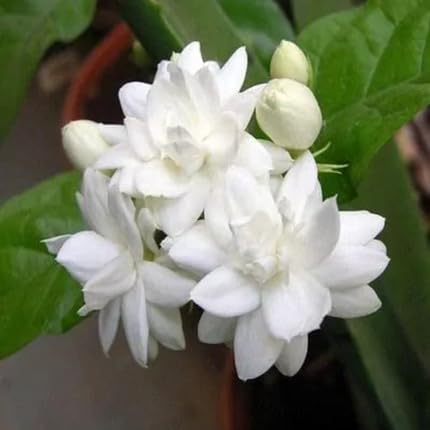 white jasmine flower seeds