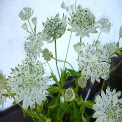 White Astrantia Flower Seeds