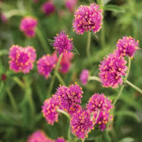 Pink Gomphrena Flower Seeds