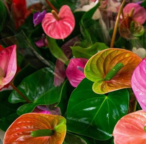 Anthurium Flower Seeds