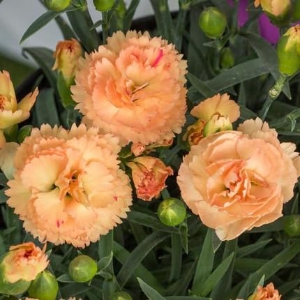 Orange Dianthus Flower Seeds