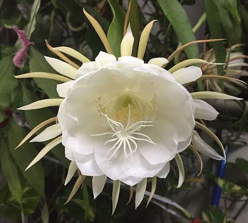 White Fersh Epiphyllum Flower Seeds