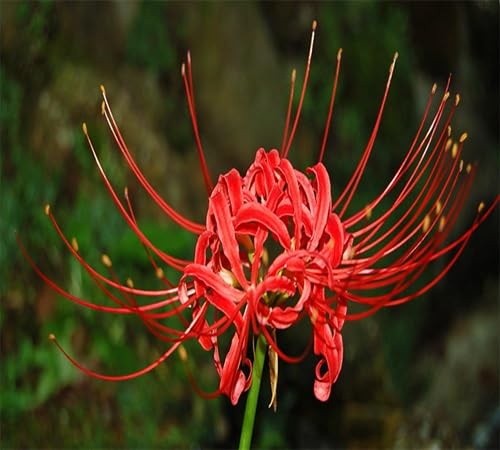 higanbana flower seeds flower