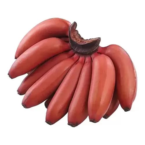 Red Banana Melon Fruit Seeds organic garden seeds