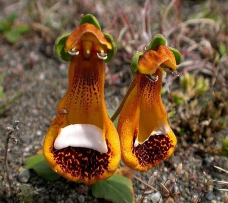 Calceolaria uniflora Flower Seeds
