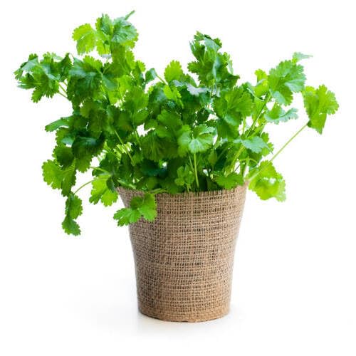 Green Coriander vegetable seeds - Heirloom, Organic, Non Gmo Garden Seeds for kitchen garden planting