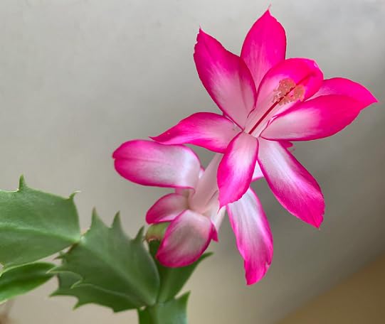 Pink White Schlumbergera Flower Seeds