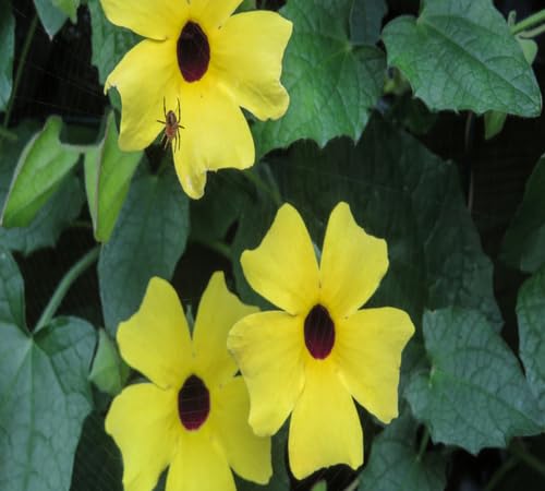 Yellow Thunbergia Flower Seeds