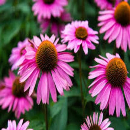 Pink Echinacea Flower Seeds