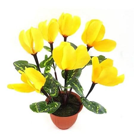 Yellow Cyclamen Flower Seeds