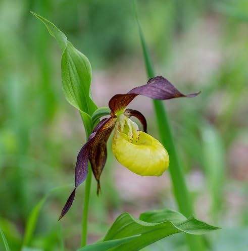 Green Cypripedium Flower Seeds