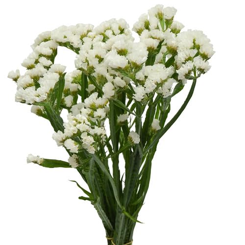 white statice flower seeds