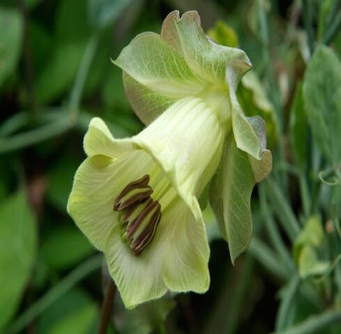 white green cobaea flower