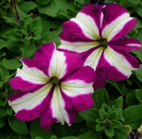 White Purple Petunia Flower Seeds