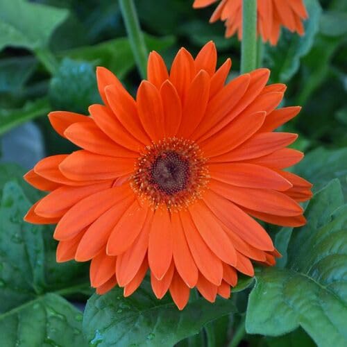 Orange Giant Daisy Flower Seeds
