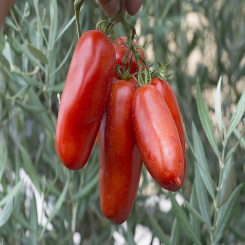 Red San Marzano Tomato vegetable seeds for Home Gardening, Organic Raised Bed Garden for kitchen garden planting