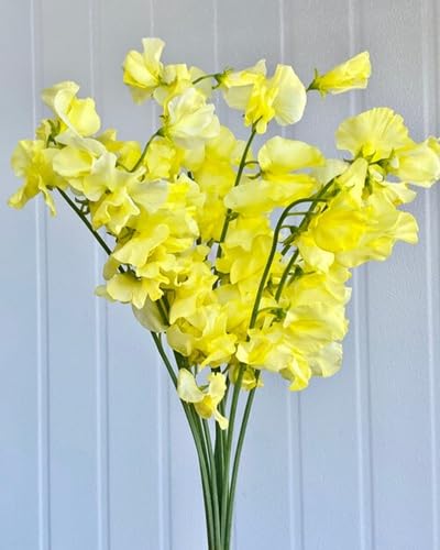 Yellow Sweet Pea Flower Seeds