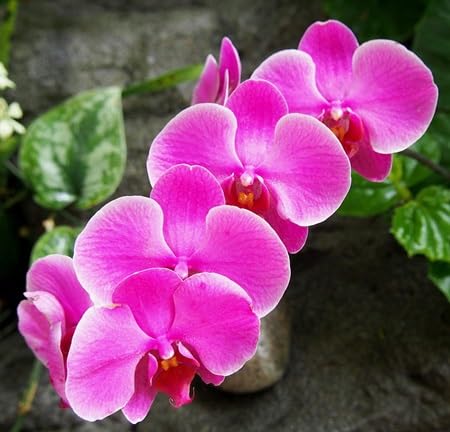 Pink Orchid Flower Seeds