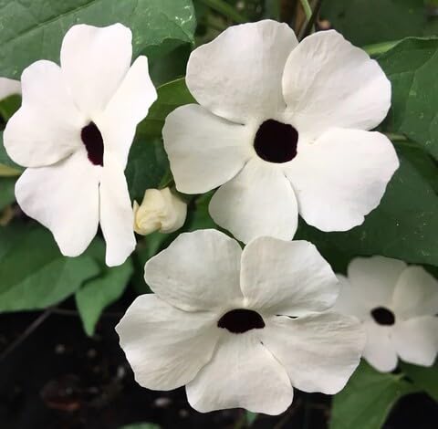 White Thunbergia Flower Seeds