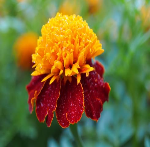 Red Yellow Marigold Flower Seeds
