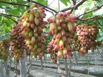 Manicure Finger Grape Fruit Compact Variety Small Gardens For Landscape Fruit Seeds