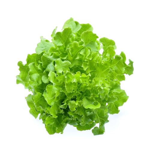 Green Lettuce vegetable seeds for Home Gardening, Healthy Seasonal Vegetable Planting for kitchen garden planting