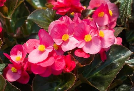 pink begonia flower seeds