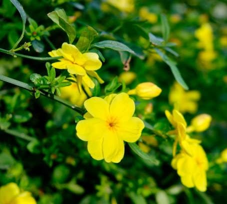 yellow linum flavum flower