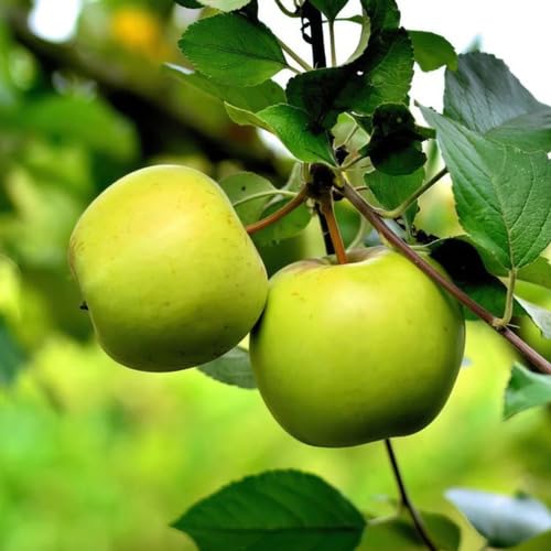 Green Apple fruit seeds for organic garden planting