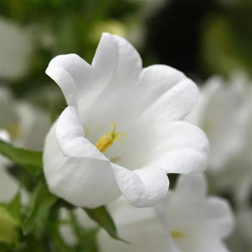 Campanula Flower Seeds