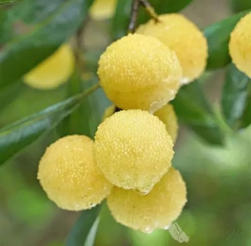 Yellow Bayberry fruit seeds for organic garden planting