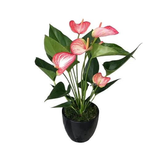 Red White Anthurium Andraeanu Flower Seeds